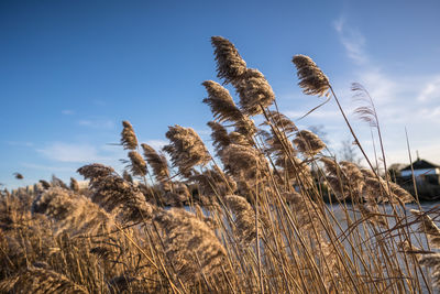 Low angle view of stalks in field against sky