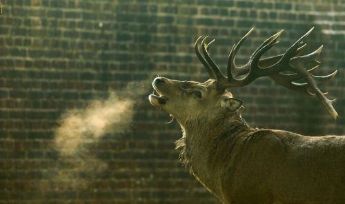 Close-up of deer against brick wall