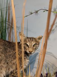 Portrait of a cat