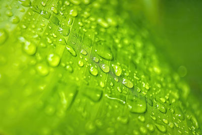 Close-up of wet leaves on rainy day