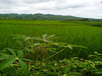 Scenic view of agricultural field against sky