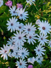 Full frame shot of white flowers