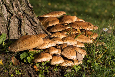 Close-up of mushroom growing by tree trunk