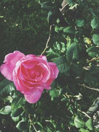 Close-up of pink rose blooming outdoors