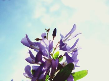 Low angle view of purple flowers blooming against clear sky