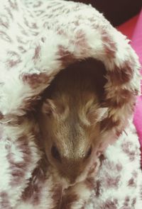 domestic animals