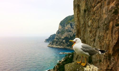 Bird perching by sea against sky