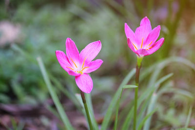 Close-up of pink flowering plant