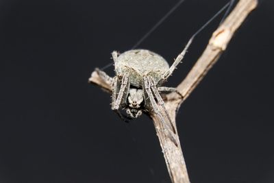 Close-up of spider