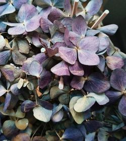 High angle view of hydrangea flowers