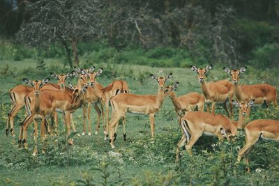 A herd of impala antelopes - aepyceros melampus, in crater lake game sanctuary, naivasha, kenya