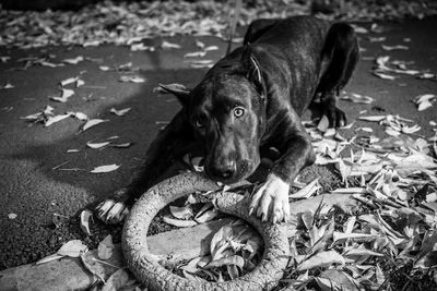 High angle portrait of dog on leaves