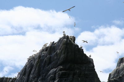 Low angle view of seagull flying over rocks against sky