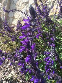 Close-up of purple flowering plants
