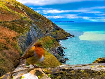 Red perrot in irland