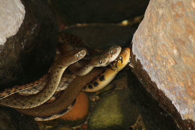 Close-up of snake