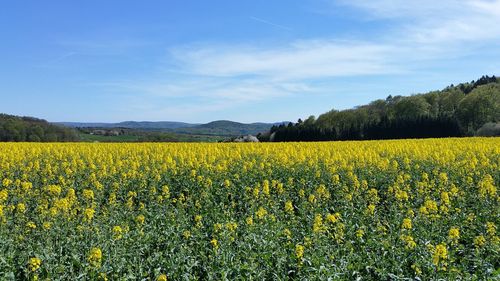 Scenic view of oilseed rape field against sky