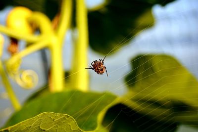 Close-up of insect on web