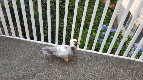 High angle view of bird on grass