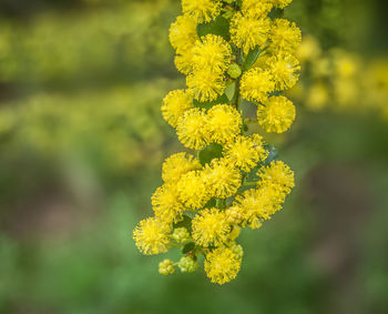 Close-up of yellow flower