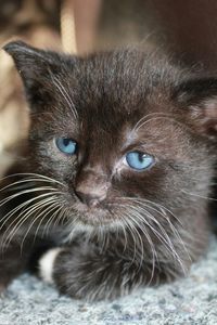 Close-up portrait of cat