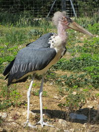 Bird perching on a field