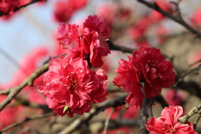 Flower blooming in spring