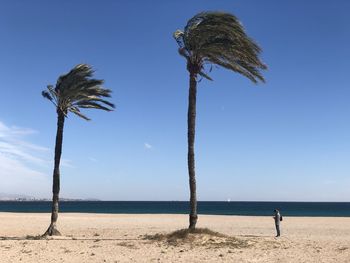 Palm trees on beach against clear sky