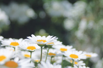 Close-up of white daisy flowers