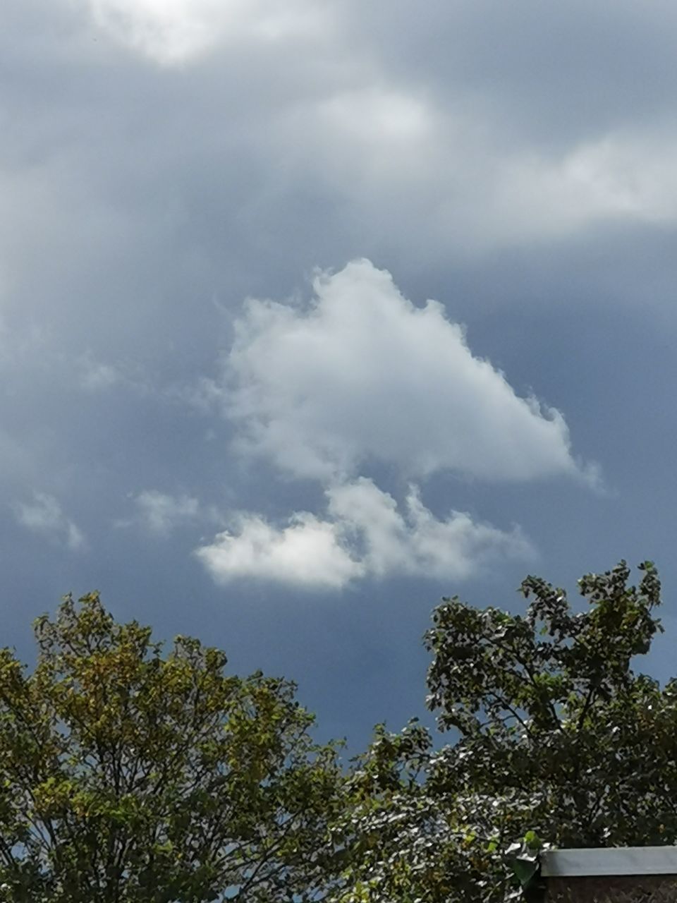 LOW ANGLE VIEW OF TREES AND PLANTS AGAINST SKY