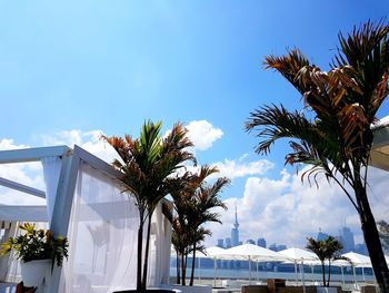 Palm trees against blue sky