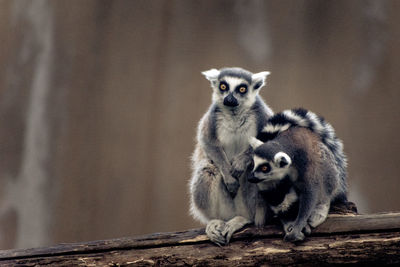 Ferrets sitting on wood