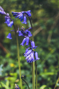 Close-up of purple flowering plant