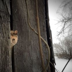 Close-up of wooden door