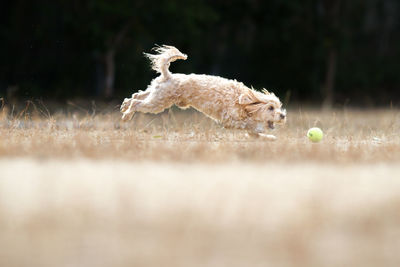 View of a dog ball on field