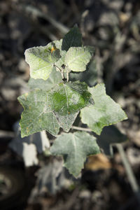 Close-up of green leaves on land