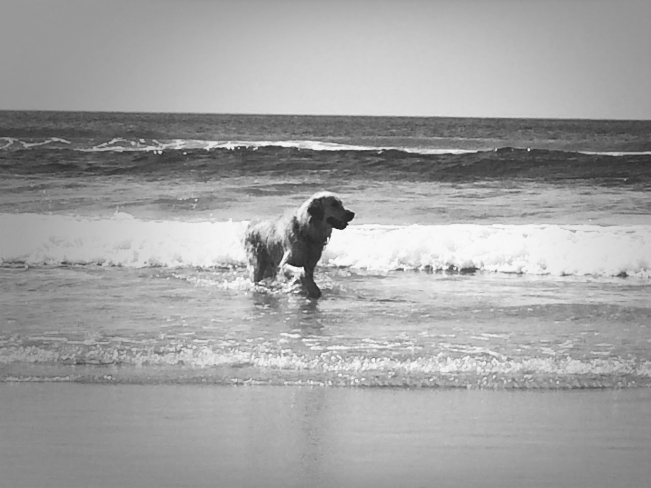 sea, horizon over water, water, dog, beach, pets, domestic animals, one animal, animal themes, mammal, shore, wave, sand, clear sky, full length, nature, running, tranquil scene, scenics, beauty in nature