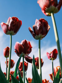 Close-up of pink flowering plants