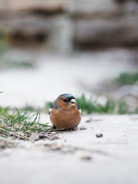 Close-up of a bird perching on a land