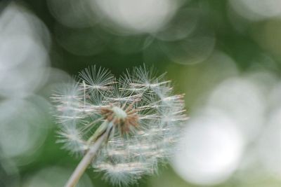 Close-up of dandelion