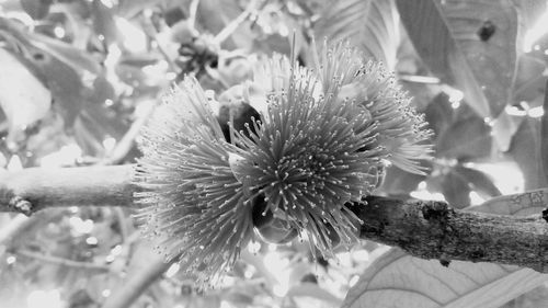 Close-up of flowering plant