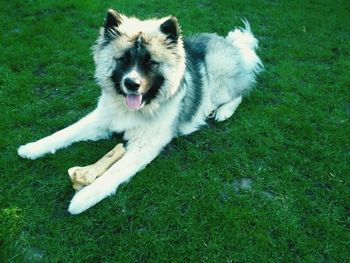 Dog looking away on grassy field