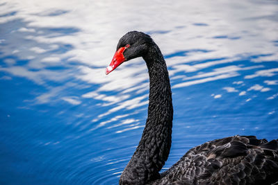 Swan swimming in lake