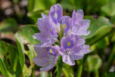 Close-up of purple flowering plant