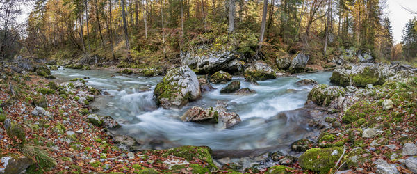 Panoramic river in wilderness