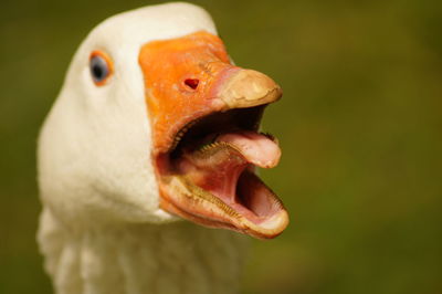 Close-up of bird