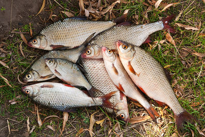 High angle view of fish on ground