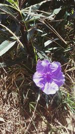 Close-up of purple flower