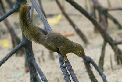 Close-up of squirrel on tree branch