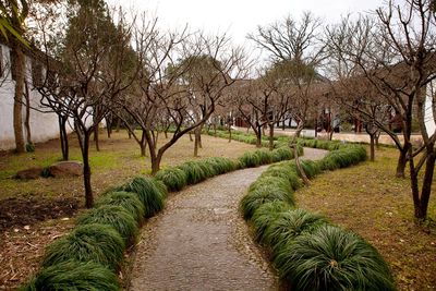 Narrow pathway along trees